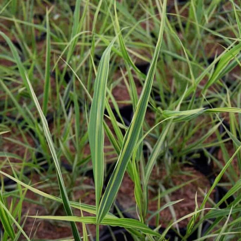 Hakonechloa macra 'Albostriata' ---